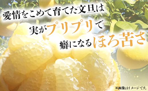 【先行予約】訳あり 土佐文旦 約5kg (家庭用 2L〜4Lサイズ) - 期間限定 柑橘類 果物 くだもの フルーツ ぶんたん ブンタン おいしい 送料無料 間城農園 高知県 香南市 ms-0079