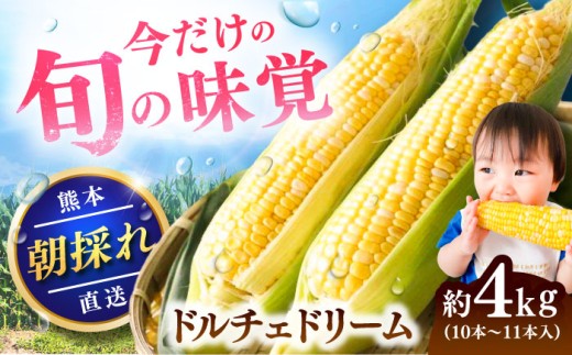 【先行予約】【2026年5月下旬より順次発送】スイートコーン(ドルチェドリーム)約4kg / トウモロコシ 甘い スイートコーン とうもろこし 高糖度 ドルチェドリーム 菊陽とうもろこし 熊本とうもろこし 朝採り 朝採り 糖度 焼きとうもろこし 採れたて野菜 旬の野菜【なかむら農園】 [BHCJ002]