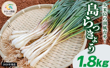 島らっきょう 【2026年1月より順次発送】久米島の潮風育ち！島らっきょう 1.8kg