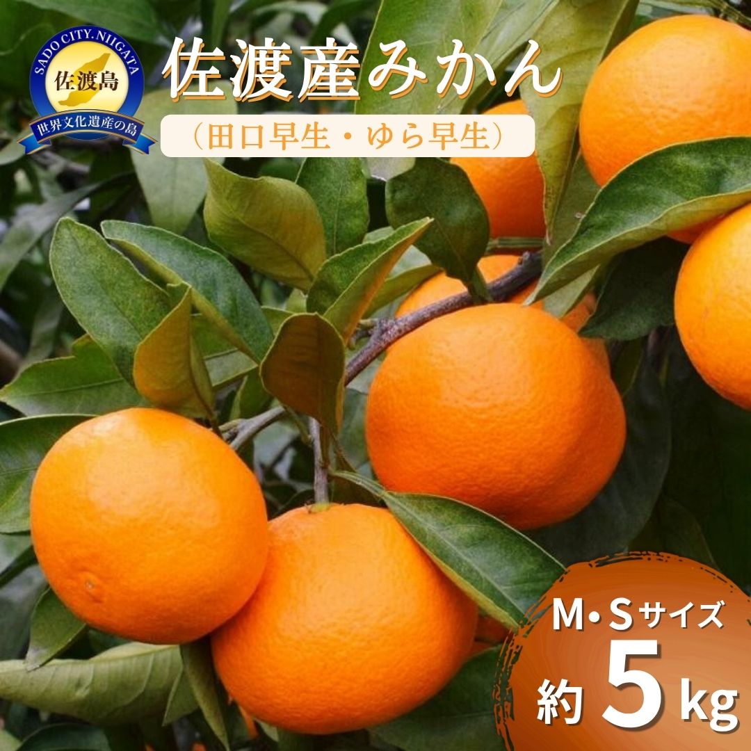 【ふるさと納税】佐渡産みかん　 MまたはSサイズ　約5kg