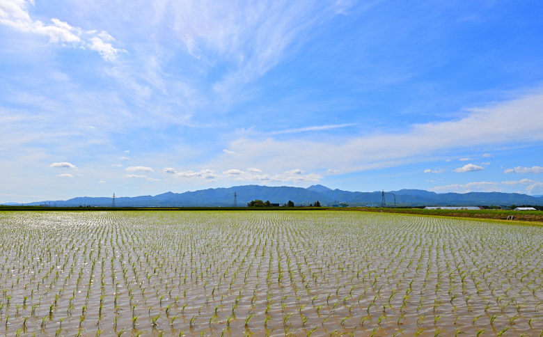 【定期便3回】北海道奈井江町　ななつぼし　5kg