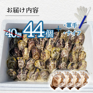 先行予約 あまべ牡蠣 44個 牡蠣 シングルシード 生食用 殻付き かき カキ オイスター 生ガキ 生牡蠣 生がき 生かき ギフト 貝 旨味 【2025年12月発送】