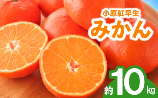先行予約 みかん 蜜柑 約10kg 小原紅早生 小原紅早生みかん さぬき紅 金時紅 柑橘 オレンジ 果物 フルーツ 果実 旬 贈答用 プレゼント ギフト 11月下旬～12月下旬 配送 香川県 丸亀市