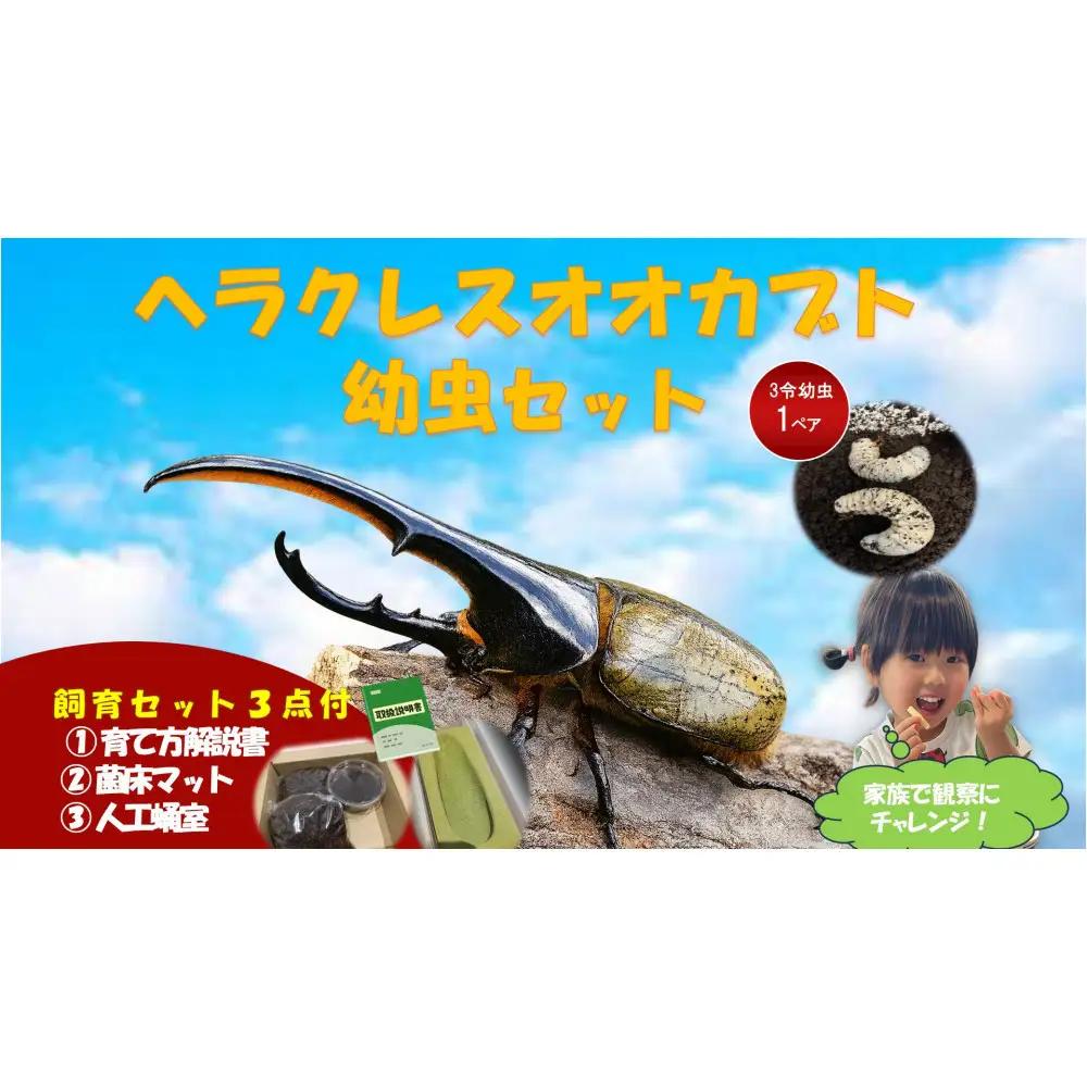 【虹色Farm】ヘラクレスオオカブト 幼虫2匹(ペア)飼育キット3点付(育て方解説書・菌床マット・人工蛹室)｜京都 ヘラクレス 人気