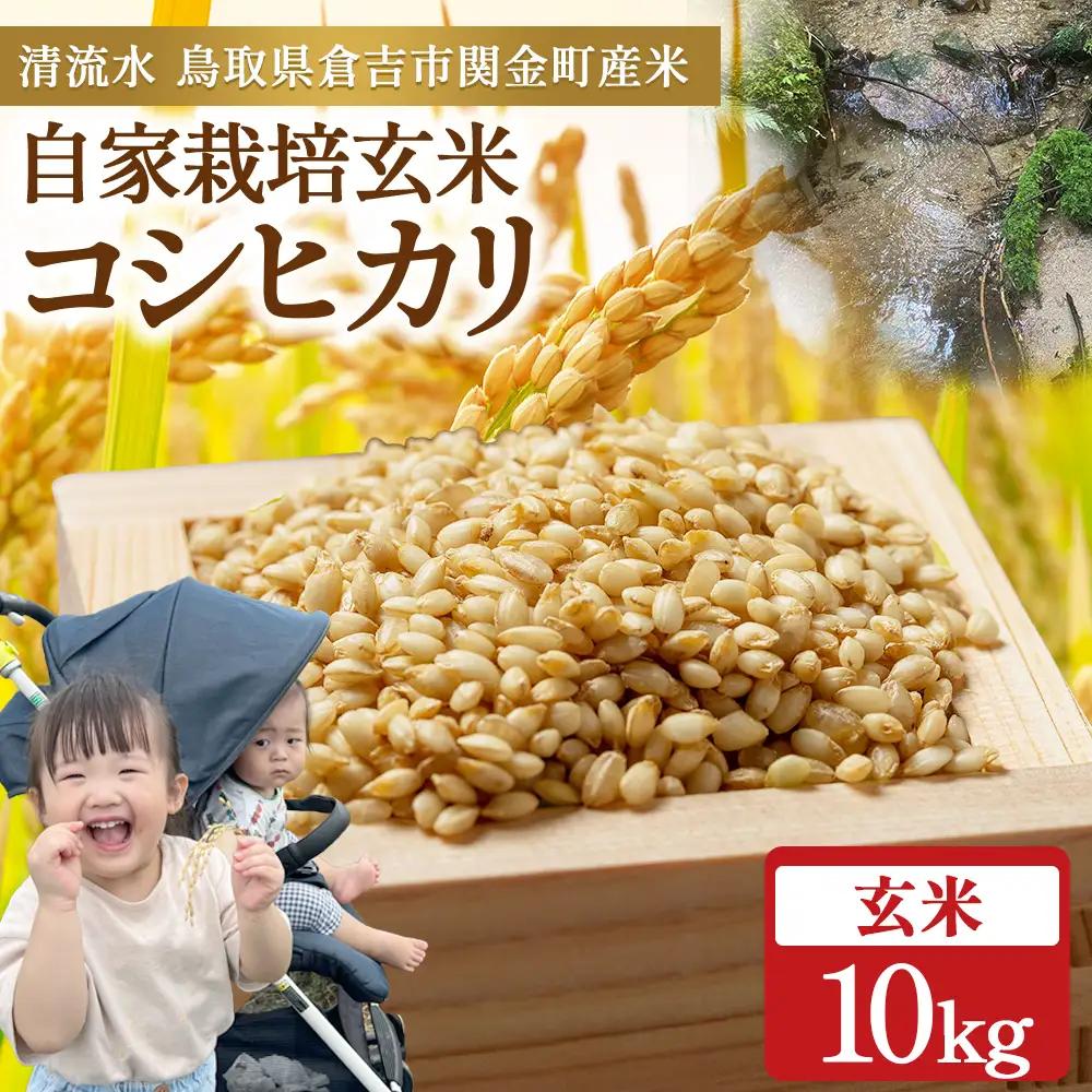令和8年産米 コシヒカリ 玄米 10kg 新米