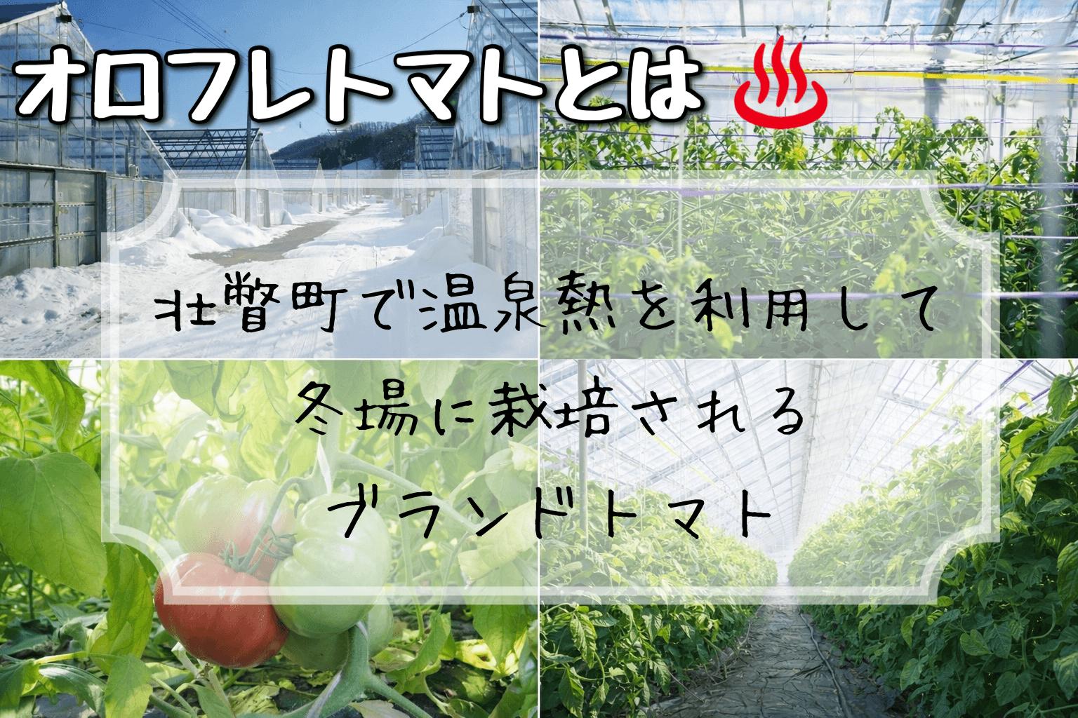 ＜2026年3月上旬より順次お届け＞北海道壮瞥産 オロフレトマト24玉入り（Mサイズ） SBTA028