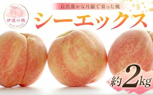 
            【2026年出荷分先行予約】福島県産 シーエックス 約2kg (5～8玉) 森果樹園 自然豊かな月舘で育った桃 伊達の桃 桃 フルーツ 果物 もも モモ momo F21C-230
          