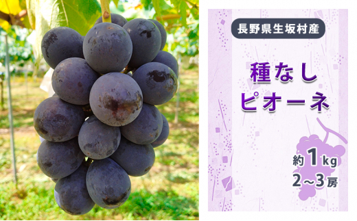 【2026年先行予約】ピオーネ 800g～1kg （2房～3房）種なし ぶどう 信州直送 | 長野県産 ブドウ 種無し 葡萄 | 令和8年9月上旬～下旬頃順次発送予定 冷蔵配送 [小さな果樹園 ぷてぃ・べるじぇ]