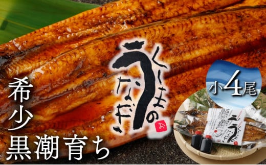 KU469-4s くしまの黒潮うなぎ蒲焼小４尾（合計560g前後）【大田商店】