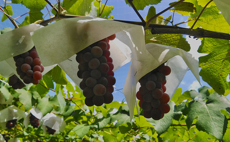 M・A・I・D・O（ま・い・ど） 大阪産デラウェア 甘口（2024）