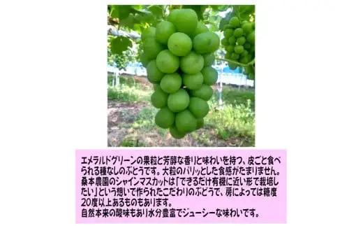 【定期便2回】「できるだけ有機に近い形で栽培したい」 桑本農園 定期便（シャインマスカット・BKシードレス）| シャインマスカット