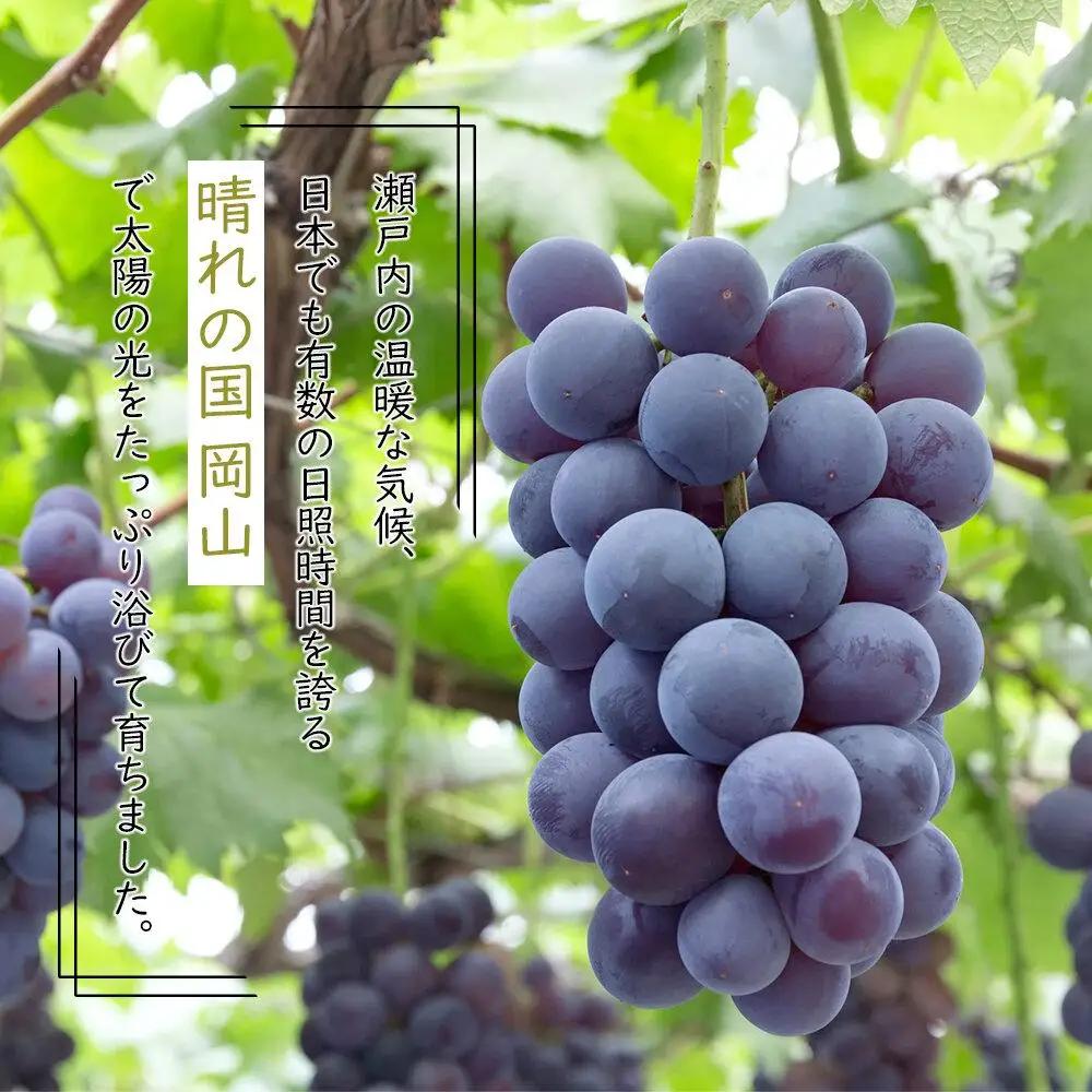 ニュー　ピオーネ 約2kg 3～6房 ｜ ピオーネ