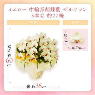 胡蝶蘭 イエロー中輪ザルツマン3本立 27輪 ※お届け不可地域あり【008C-005】