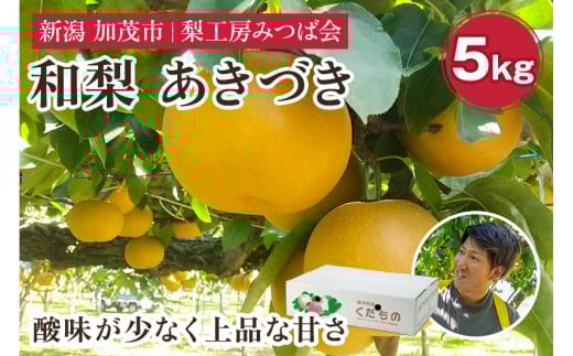 【2026年先行予約】新潟県産 和梨 あきづき 5kg（8～16玉）《9月中旬以降発送》果物 フルーツギフト 秋の味覚 加茂市 梨工房みつば会