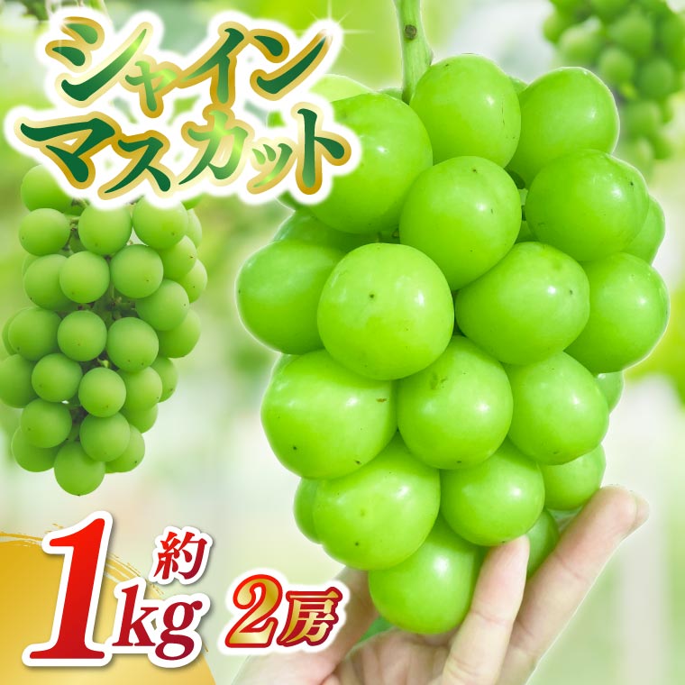 【ふるさと納税】＼先行予約／ 【数量限定】シャインマスカット2房セット 約1kg ふるさと納税 ぶどう 採れたて 大粒 生産農家より直送 9月下旬出荷予定（DH006）