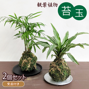 観葉植物 こけ玉 2個 セット 受皿 付き 苔玉 植物 盆栽 インテリア 雑貨 工芸品 装飾品 静岡県 藤枝市  |    