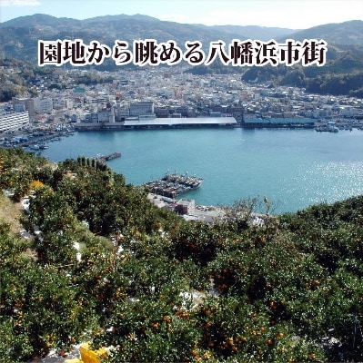 2026年1月出荷開始　爽やかな香り。酸味が少なく甘みの強い「ポンカン」約5kg 【C39−38】【1254540】