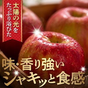 【2025年産 先行予約】 りんご「【横綱】サンふじ」5kg JA提供 山形県 東根市 hi003-140-1  令和7年産 2025年産 リンゴ 林檎 アップル サンふじ フルーツ 果物 くだもの 