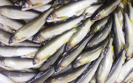 No.1164 鮎の甘露煮5尾入り 無憂舘（府中市） ／ あゆ 魚 惣菜 ご飯のお供 鮎料理 真空パック 老舗 伝統製法 秘伝のタレ 甘辛 旨味 しっとり お歳暮 お中元 贈答品 広島県