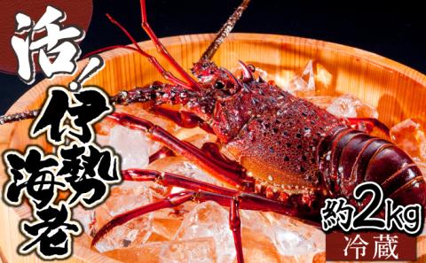 KU069  ＜数量限定＞宮崎県串間産伊勢エビ(計約2kg・3～8匹) 【合同会社Houryoumaru】【KU069】_K027-006
