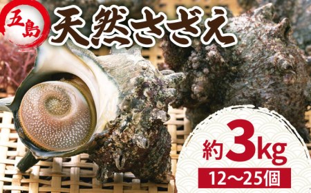 五島の天然さざえ 約3kg サザエ 刺身 つぼ焼き 炊き込み バーベキュー BBQ 魚介類 おつまみ 酒の肴サザエ 刺身 つぼ焼き 炊き込み バーベキュー BBQ 魚介類 おつまみ 酒の肴サザエ 刺身 つぼ焼き 炊き込み バーベキュー BBQ 魚介類 おつまみ 酒の肴サザエ 刺身 つぼ焼き 炊き込み バーベキュー BBQ 魚介類 おつまみ 酒の肴 五島市 / 五島FF [PBJ007]