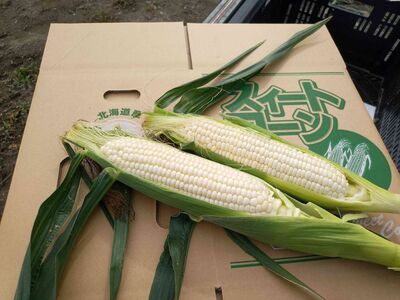 ＜2025年9月上旬よりお届け＞【朝採り】北海道壮瞥産 白いとうもろこし「雪の妖精」Lサイズ6本(約2kg) 【 ふるさと納税 人気 おすすめ ランキング ホワイトコーン 雪の妖精 白い 白 トウモロ