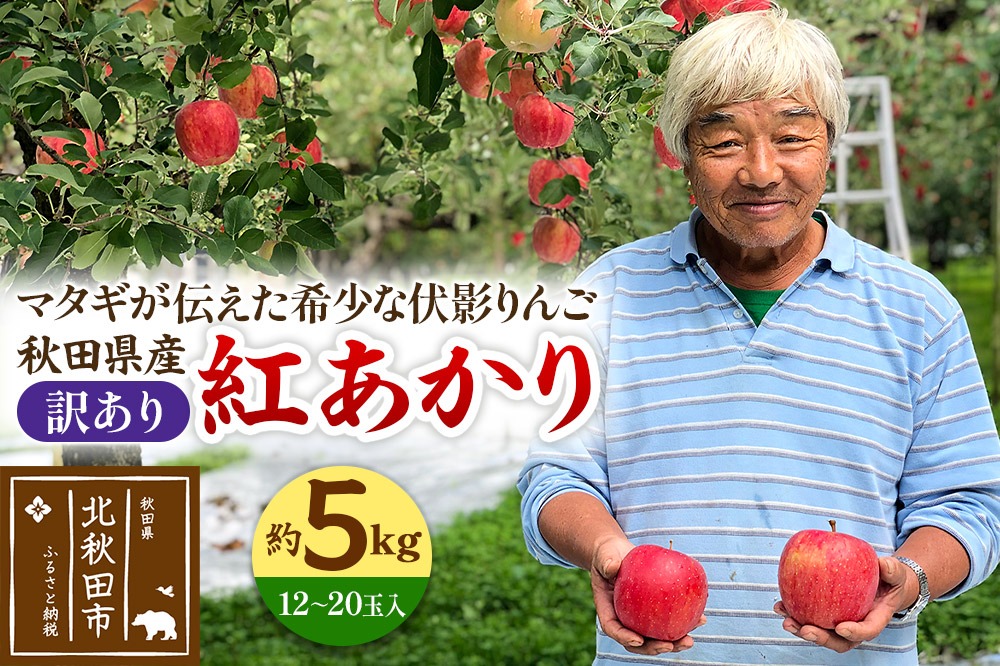 ＜先行予約＞りんご 紅あかり（訳あり）約5kg (12～20玉入) 伊東さんの「伏影りんご」 令和7年産 秋田県産 個数限定 リンゴ マタギのりんご|itff-00005