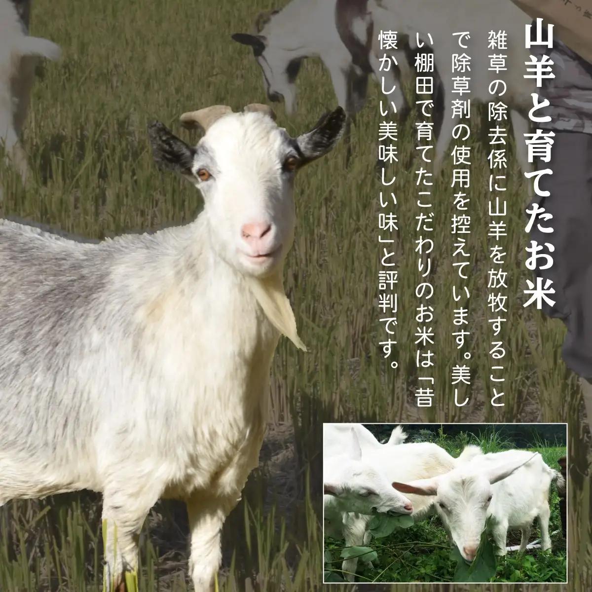 【背ワタなし】 大型むきえび (高級ブラックタイガー) 1kg/約40～70尾 × 2袋 & 棚田の特別栽培米コシヒカリ 5kg セット[000-a007_(20)]