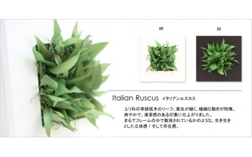 プリザーブドフラワー マグリット（イタリアンルスカス×ブラック）