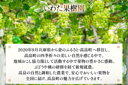 【期間限定発送】 シャインマスカット 1房 約 650g [いわた果樹園 山形県 高畠町 tk06ayt400000] ぶどう ブドウ 葡萄 フルーツ 果物 くだもの 甘い