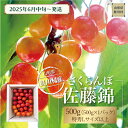 【ふるさと納税】【令和7年産 早期受付】 鮭川村産さくらんぼ ＜佐藤錦＞ 特秀Lサイズ以上バラ詰め 500g