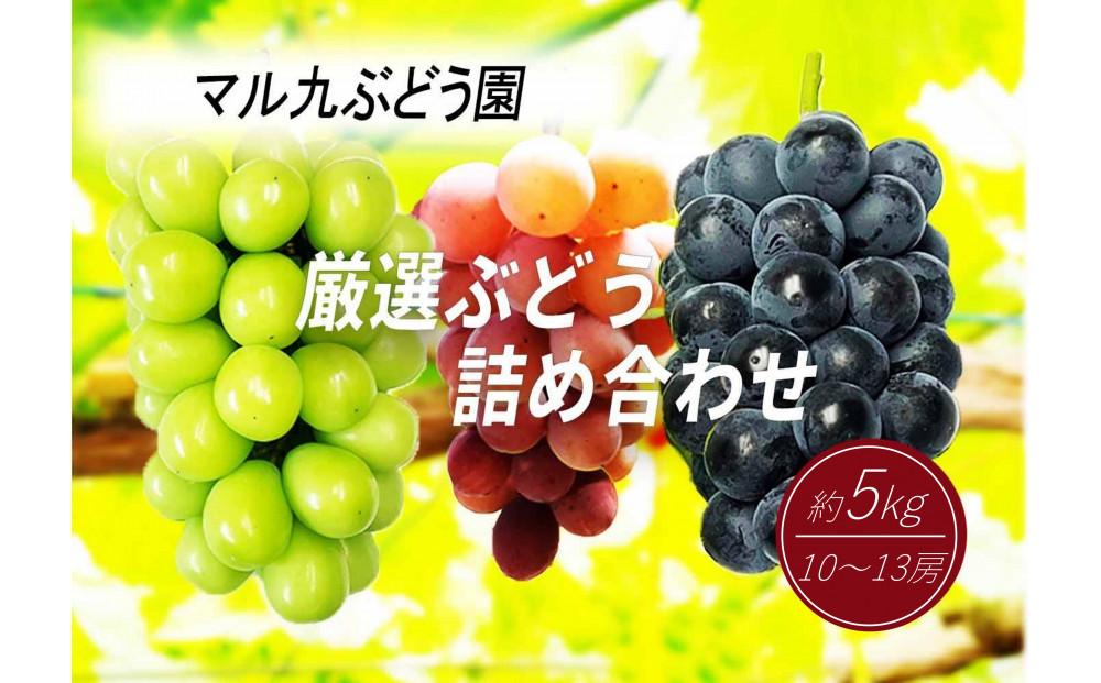 【先行予約】【数量限定】 厳選ぶどう 詰め合わせセット 約5kg 〔2025年8月中旬より順次発送〕 232238_CR10-PR