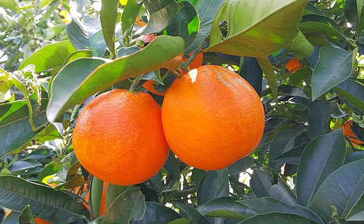 ブラッドオレンジ（タロッコ） 3kg 【3月中旬から発送予定】 愛媛 中島産 希望の島