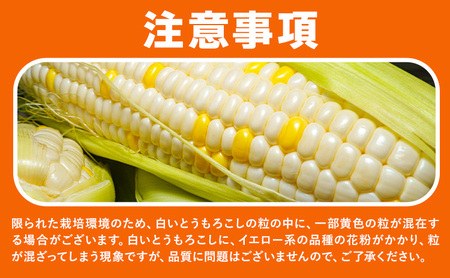 とうもろこし黄白2種 4kg 野木町産 矢畑むらづくり組合 《6月下旬-7月下旬頃出荷》栃木県 野木町