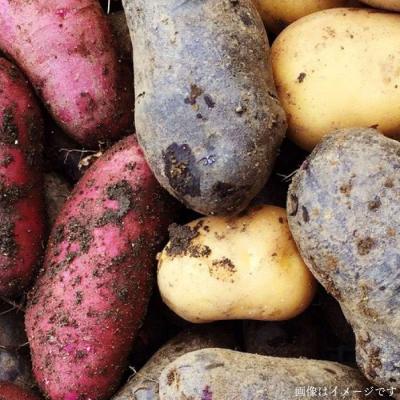 ふるさと納税 糸島市 【全3回定期便】朝採れ 温野菜サラダセット(6品前後)オーガニックナガミツファーム[AGE019] |  | 02