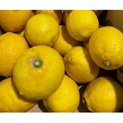 ふるさと納税 土庄町 【小豆島】【先行受付2027年】レモン　約3kg |  | 01