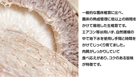 生しいたけ 約500g 椎茸 生椎茸 きのこ 八千代町産 