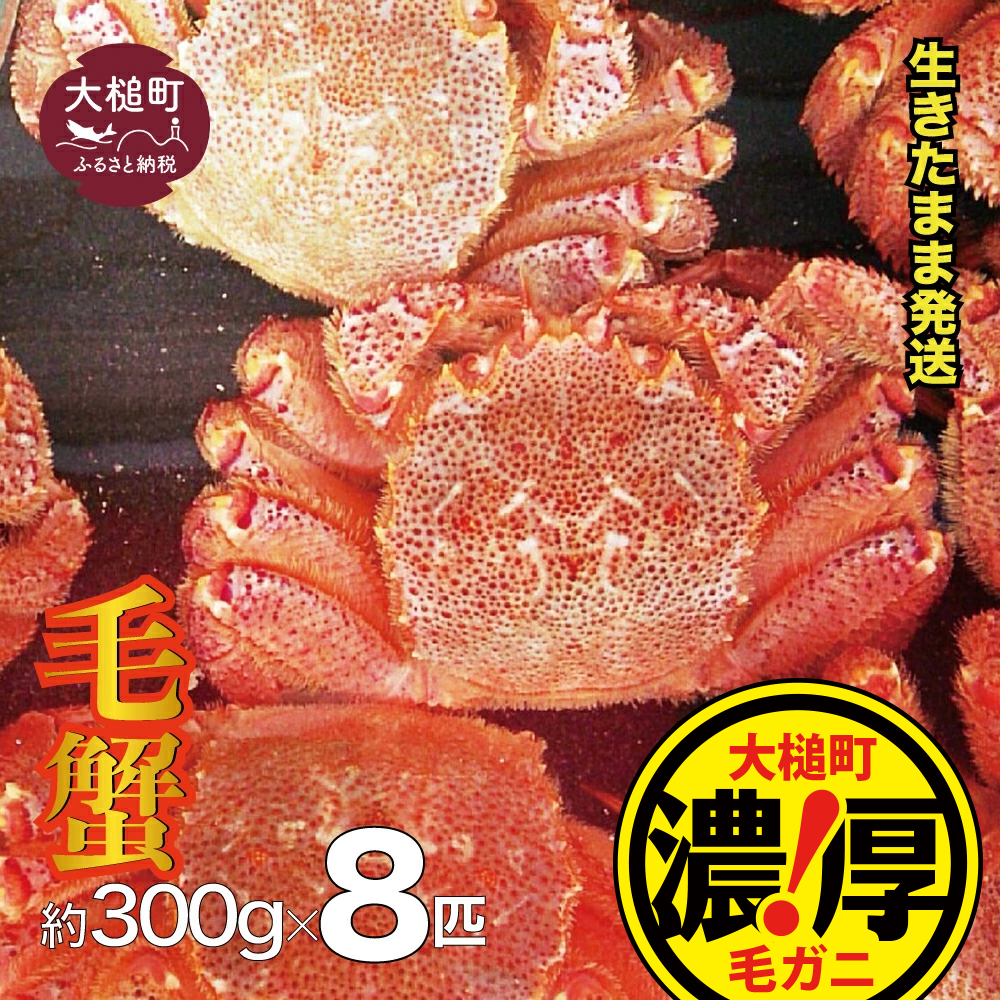 【令和8年発送先行予約】三陸産！活毛ガニセット 300g×8杯【08】【2026年2月～4月発送】