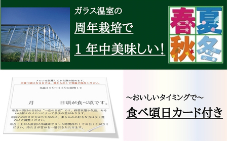メロン 極み×1玉 果物類 青肉 おすすめ 人気 メロン