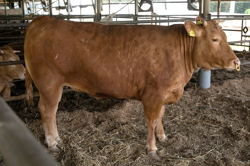 阿蘇あか牛丼 1個