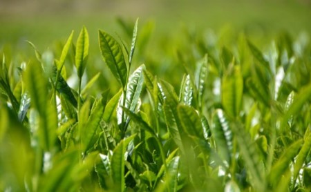 紅茶 100g × 3袋 国産 お茶 飲料 茶葉 和紅茶 ティー ホット アイス リラックス 栽培期間中 農薬 化学肥料 不使用 チャック付き 袋  静岡県 藤枝市