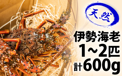 
漁港直送！四万十町産の天然伊勢海老1～2匹（計600ｇ）Dns-12 海鮮 魚介類 伊勢海老 伊勢エビ いせえび 海老 エビ ギフト 贈答
