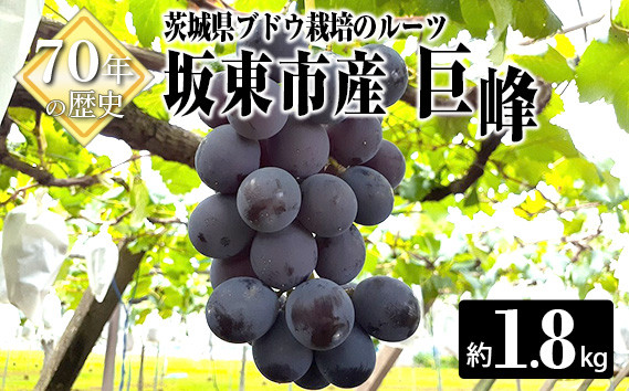 
                  岩井の巨峰（令和8年産）約1.8kg ／ 葡萄 ブドウ ぶどう 果物 くだもの フルーツ 新鮮 自然 甘い 酸味 バランス 大きい 高品質 果実 茨城県 特産品 No.235
                