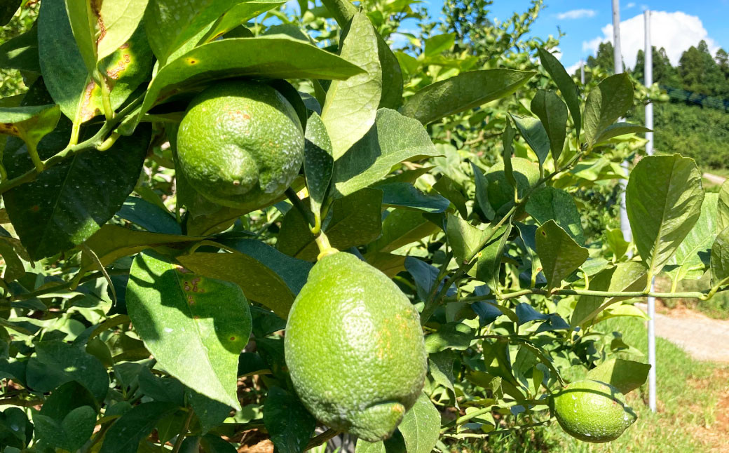 国産 レモン 訳あり C品 計約2.5kg（県認証特別栽培）