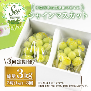 ＜定期便・全3回(連続)＞シャインマスカット (総量3kg・1kg×3回) ぶどう 葡萄 フルーツ 果物 定期便 ＜先行予約受付中！2026年8月上旬から順次発送予定＞ ＜北海道、沖縄、離島配送不可＞