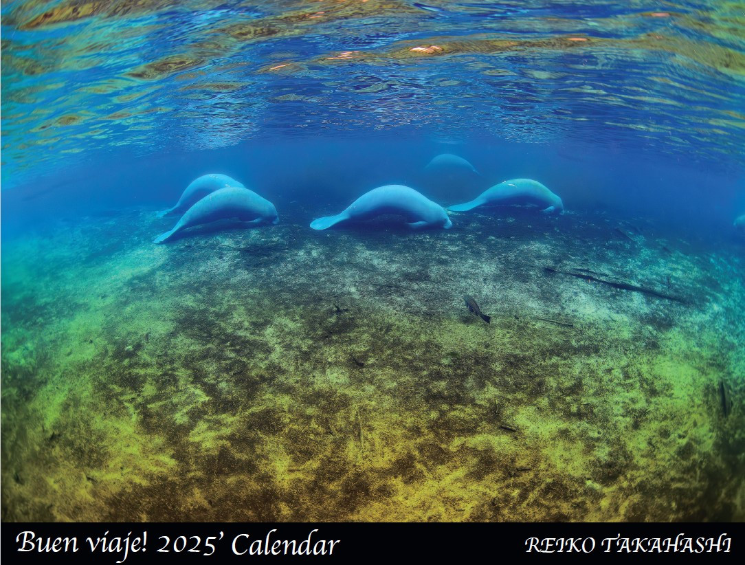 
            《予約受付》2025年度  高橋怜子  海の絶景 カレンダー ナショナル ジオグラフィック写真コンテスト 総合グランプリ受賞 壁掛け フォト インテリア Reiko Takahashi photography 岩手県 北上市 C0322
          