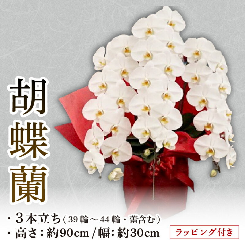 【ふるさと納税】 胡蝶蘭 3本立ち ラッピング付き 開花輪30輪以上 花 お花 flower 洋ラン コンパクト 植物 開花輪 生花 大輪 胡蝶 蘭 蘭 白色 鉢花 家庭用 贈答 記念日 ギフト プレゼント 誕生日 産地直送 千葉県 旭市 石毛洋蘭園