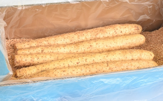 滋養強壮に！青森県産「長いも」（約5kg）
