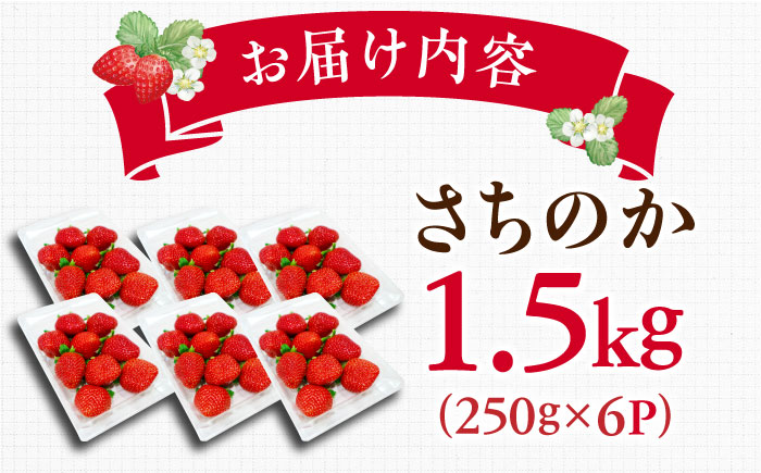 【2025年発送分 先行予約】【ビタミンC豊富な濃厚いちご】さちのか 1.5kg（250g×6パック） / 苺 イチゴ いちご フルーツ 果物 / 佐賀県 / さかもとさんの畑 [41ABAA008]