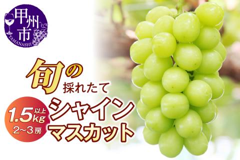 旬の採れたてシャインマスカット1.5kg以上（2房～3房）【2024年発送】（HO）B13-150